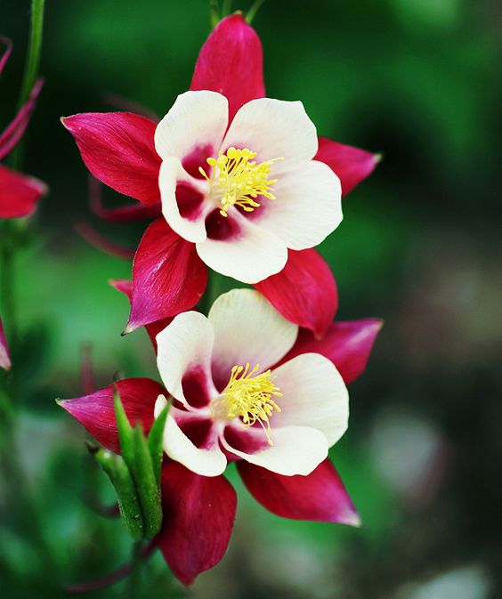 Aquilegia ��Crimson Star��