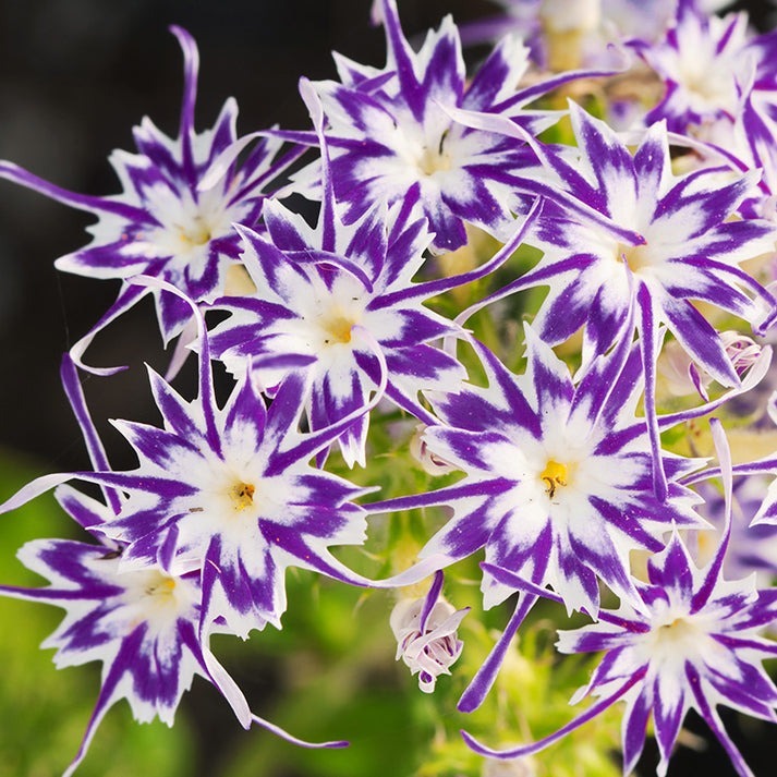 Easy-Care Phlox: Colors & Calm 🌈🌿