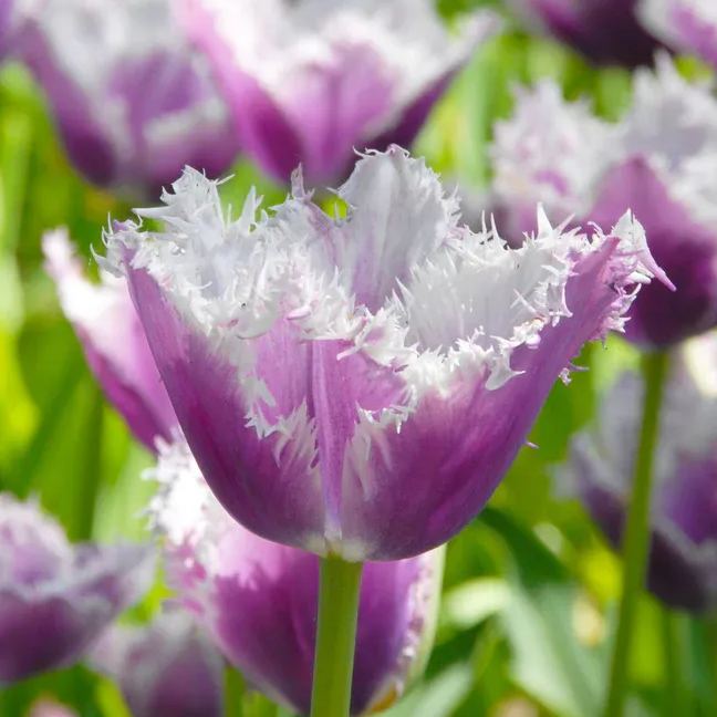 Parrot Tulip Bulbs (Tulipa gesneriana var. parrot)