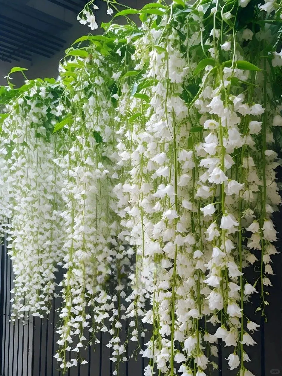 🌸Stunning Weeping Jasmine🌿 ‘White Jade Butterfly’🦋 – Elegant Fairy-like Blooms! ✨