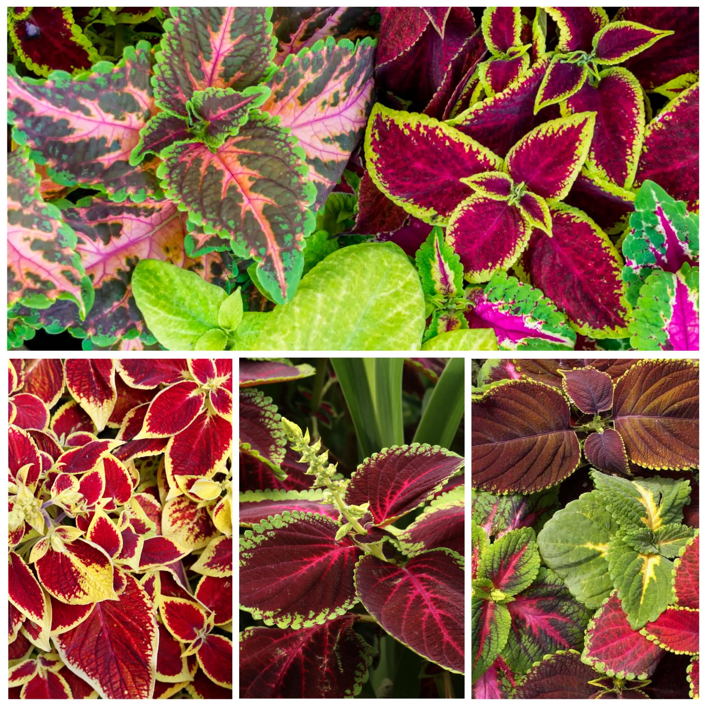 100+ Graines Mélangées de Coleus Rares