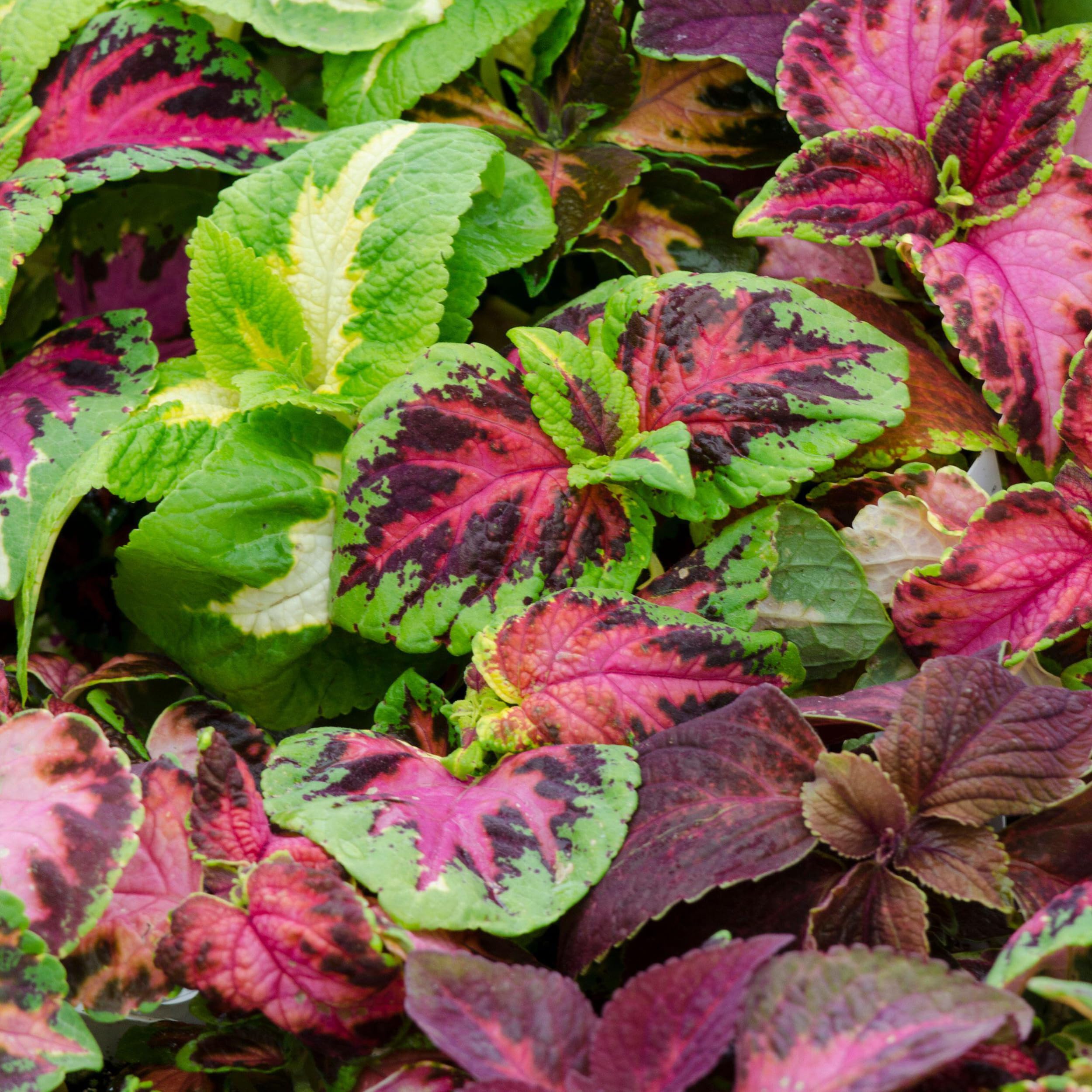 100+ Graines Mélangées de Coleus Rares