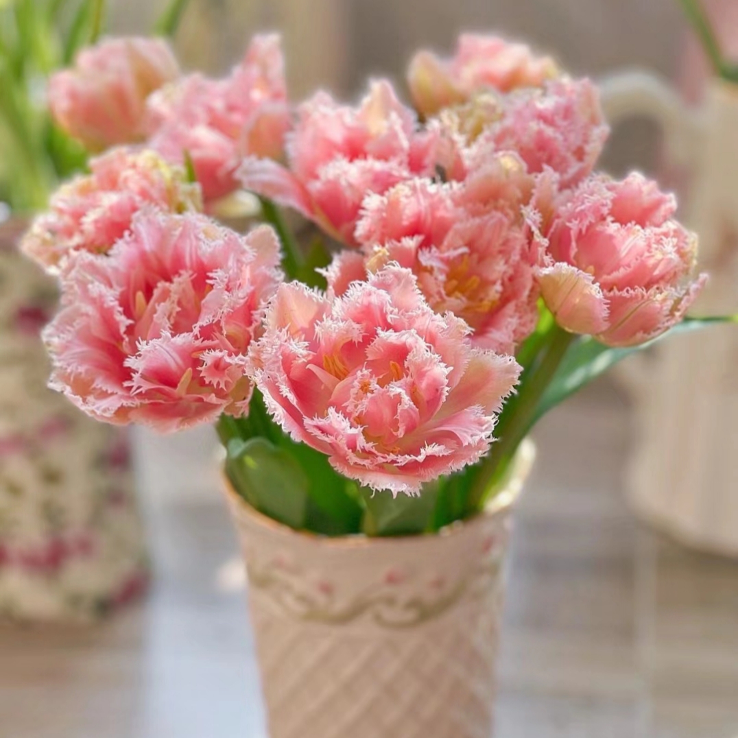 🌟 Rare Fringed Tulip Seeds 🌷✨