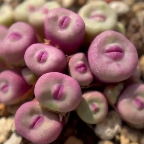 Red Lips, Rare Succulents
