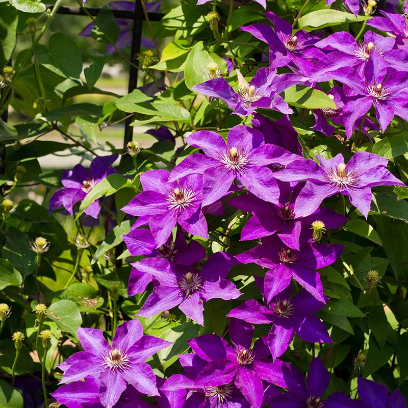 🌸🌼 Clematis - The Queen of Your Garden! 🌼