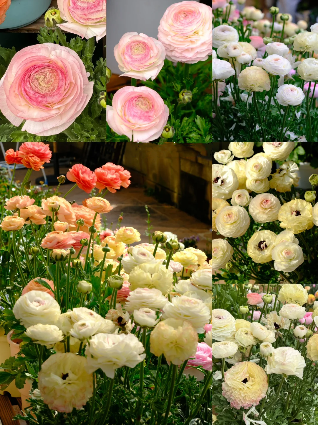 🌷 The most beautiful flower in the garden - buttercups