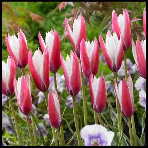 🌷 Botanical Tulip Bulbs