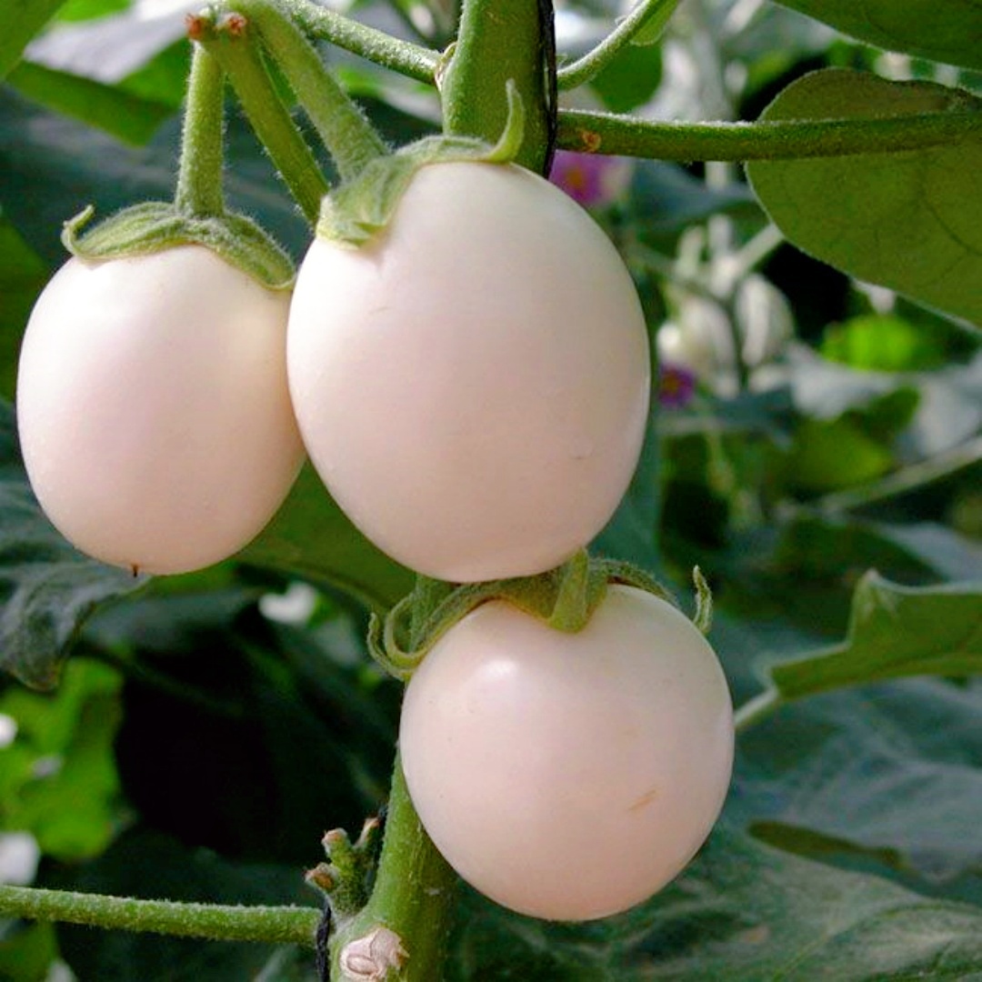 White Eggplant Seeds – Solanum melongena 🌱🍆