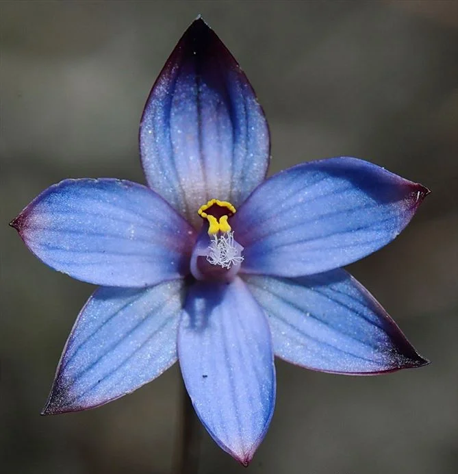 The Enigmatic Bluebell Sun Orchid (Thelymitra ixioides) – Rare Seeds Now Available!