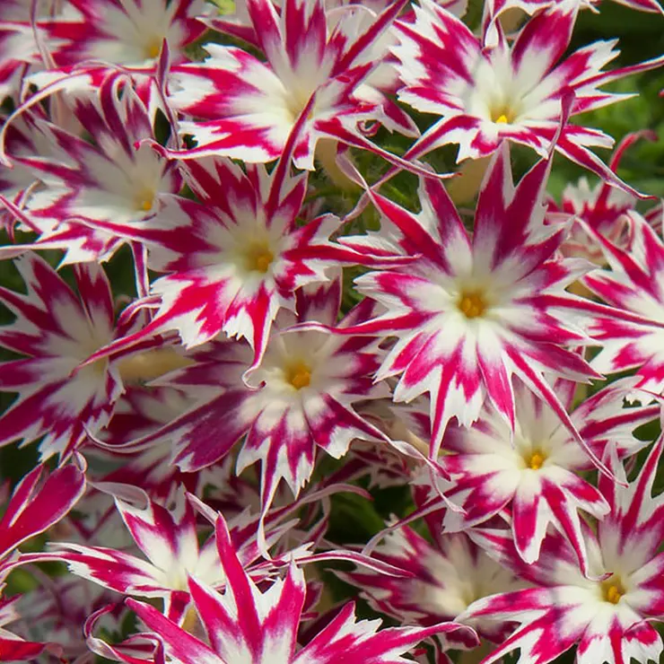 Popstar Rose with Eye Phlox Seeds Hybrid Garden Flowers