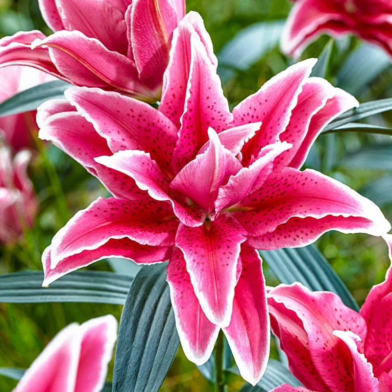 🔥Easy care🎁Rose lily bulbs