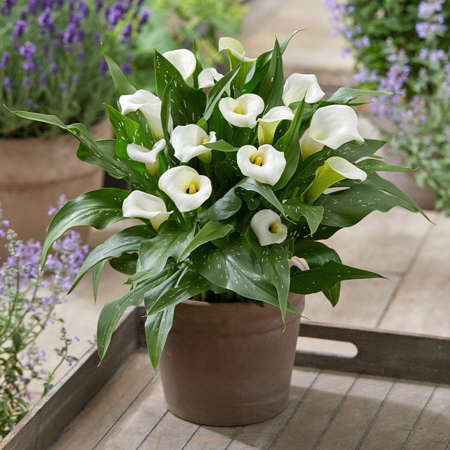 🌈Calla Lily Bulbs🔥Elegant Beauty for Your Garden