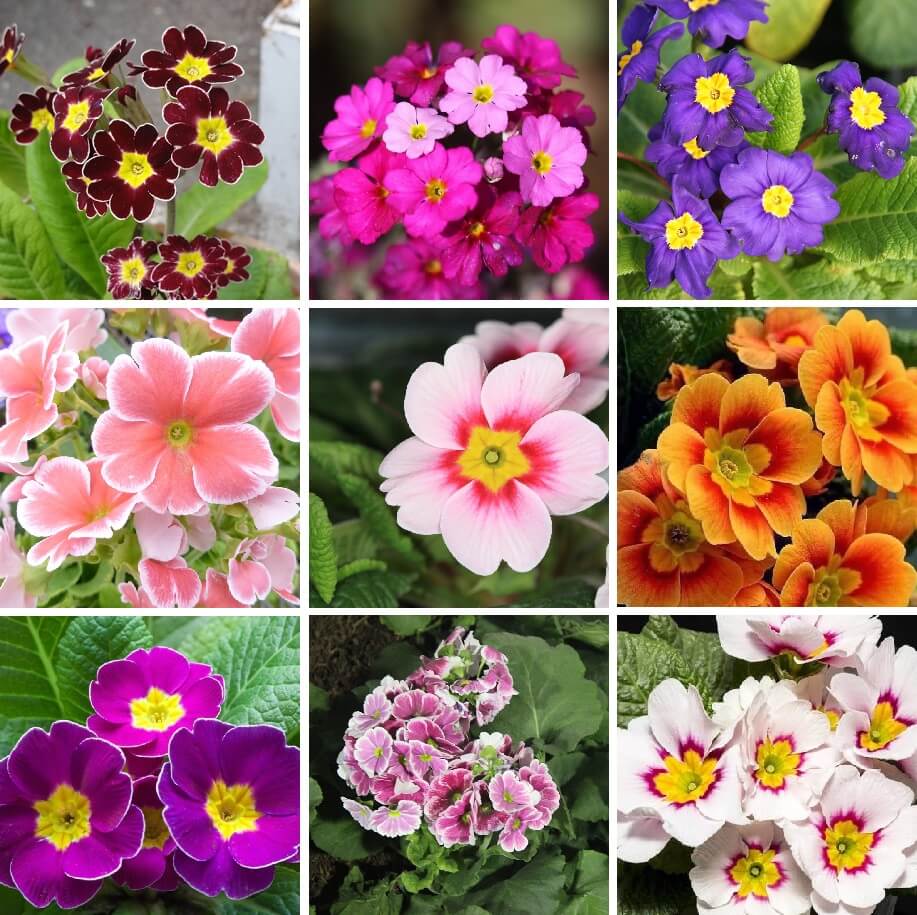 Low light 🌼 Small balcony 🌸 Plant it 🌹 Primrose