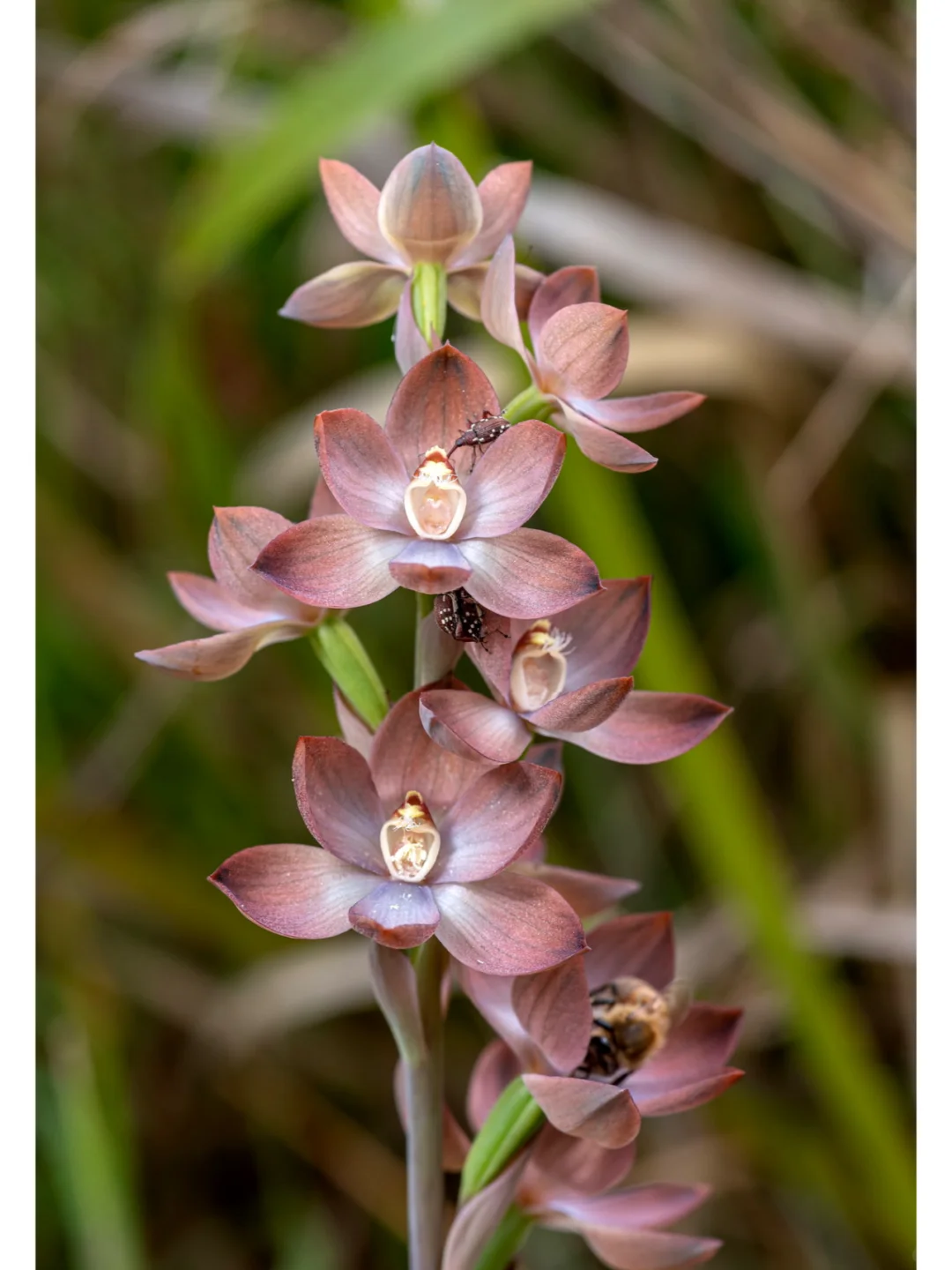 The Enigmatic Bluebell Sun Orchid (Thelymitra ixioides) – Rare Seeds Now Available!