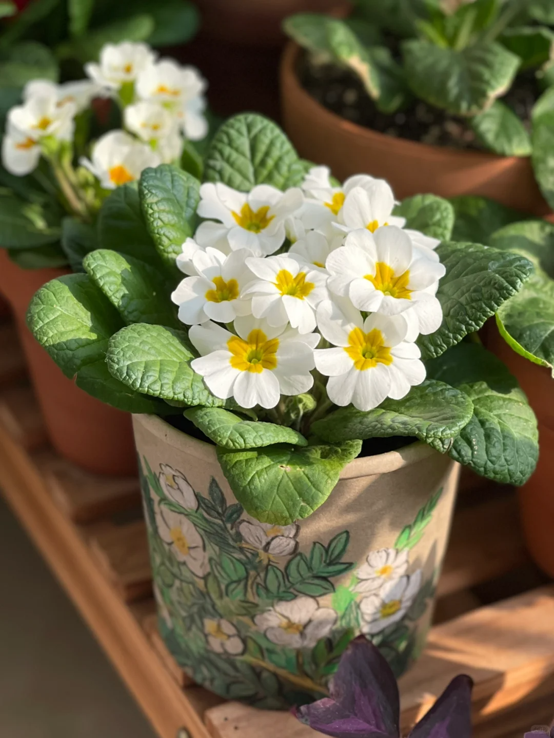Low light 🌼 Small balcony 🌸 Plant it 🌹 Primrose