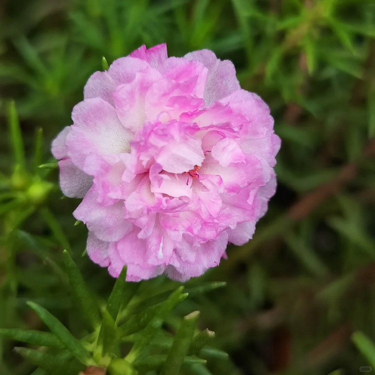 🌼 Moss Rose: The Sunshine Bloom That Thrives with Love! 🌞