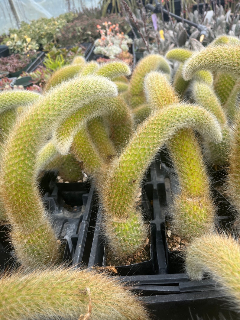 Hildewintera colademononis 软猴尾仙人掌图片 2