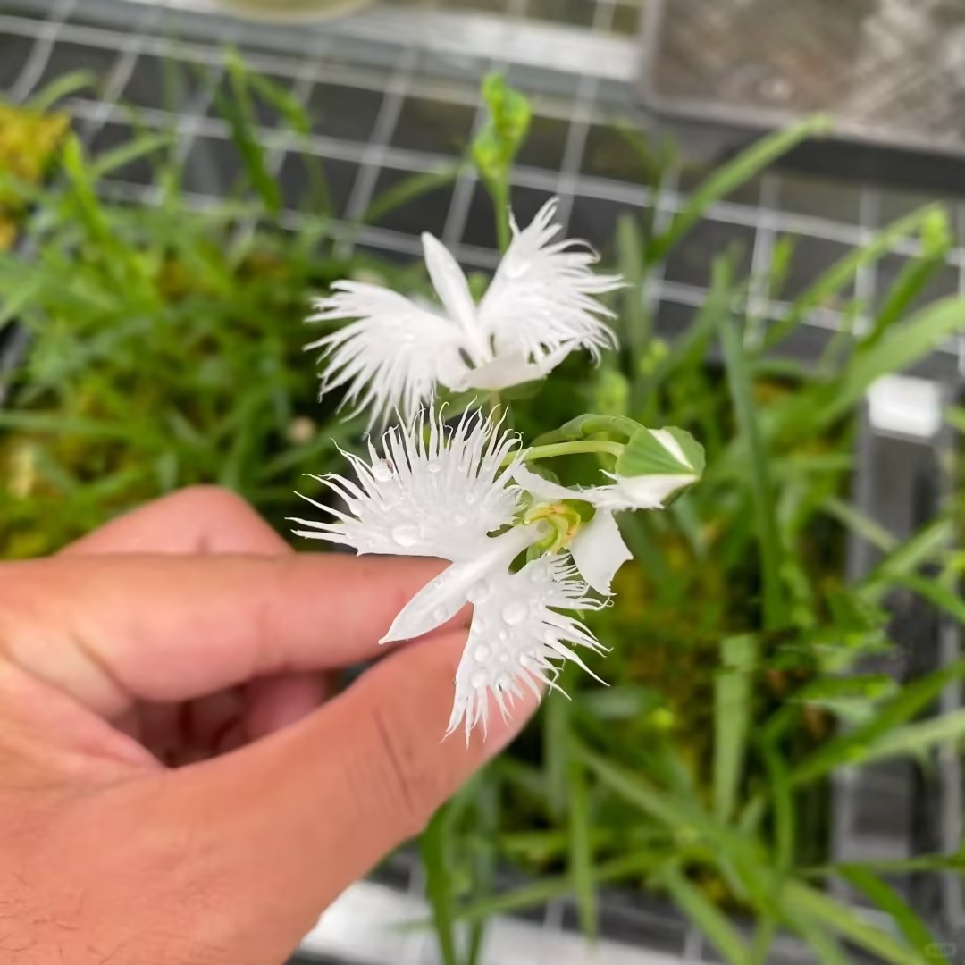 🔥 50% de Réduction 🎁🌈Graines d'orchidées mystérieuses