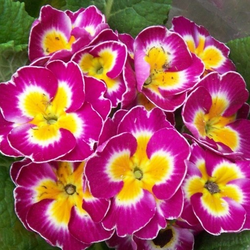 Low light 🌼 Small balcony 🌸 Plant it 🌹 Primrose