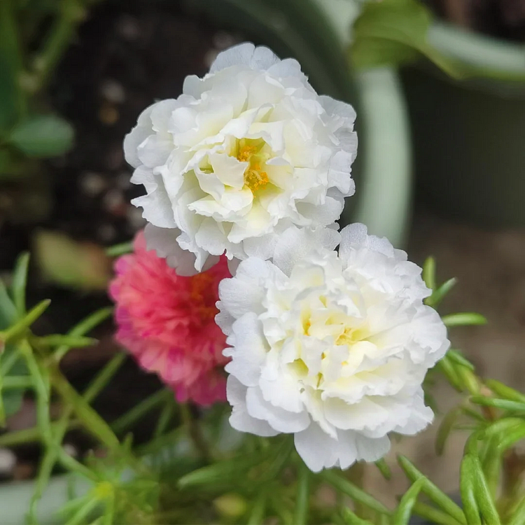 🌼 Moss Rose: The Sunshine Bloom That Thrives with Love! 🌞