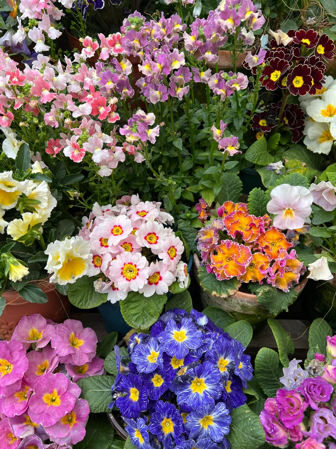 Low light 🌼 Small balcony 🌸 Plant it 🌹 Primrose