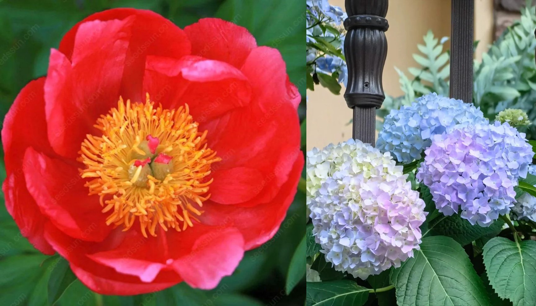 🌸 Peony Bulbs – Elegance in Every Bloom 🌸