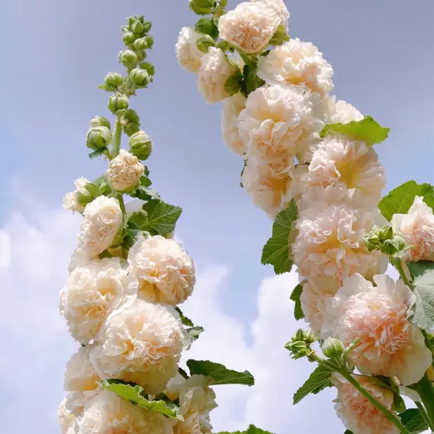 🔥🔥 Graines de rose trémière double🌺💖