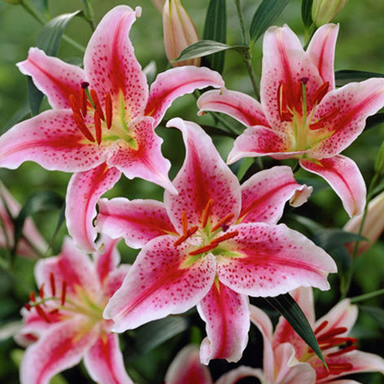 Easy care🌸 Rare Color Lily Seeds 🌸