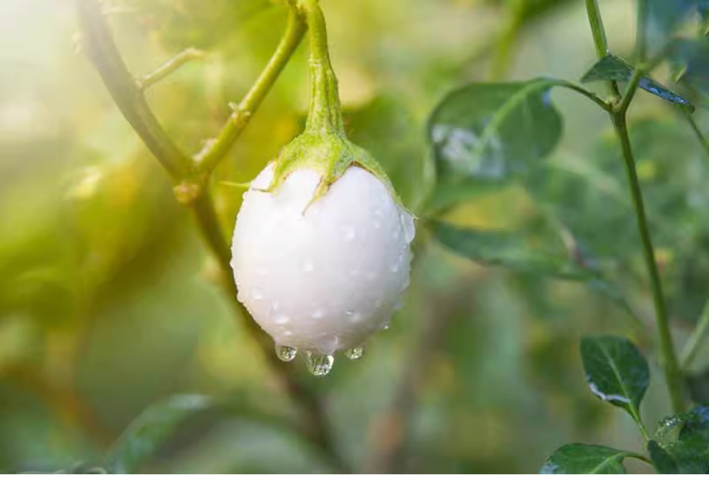 White Eggplant Seeds – Solanum melongena 🌱🍆