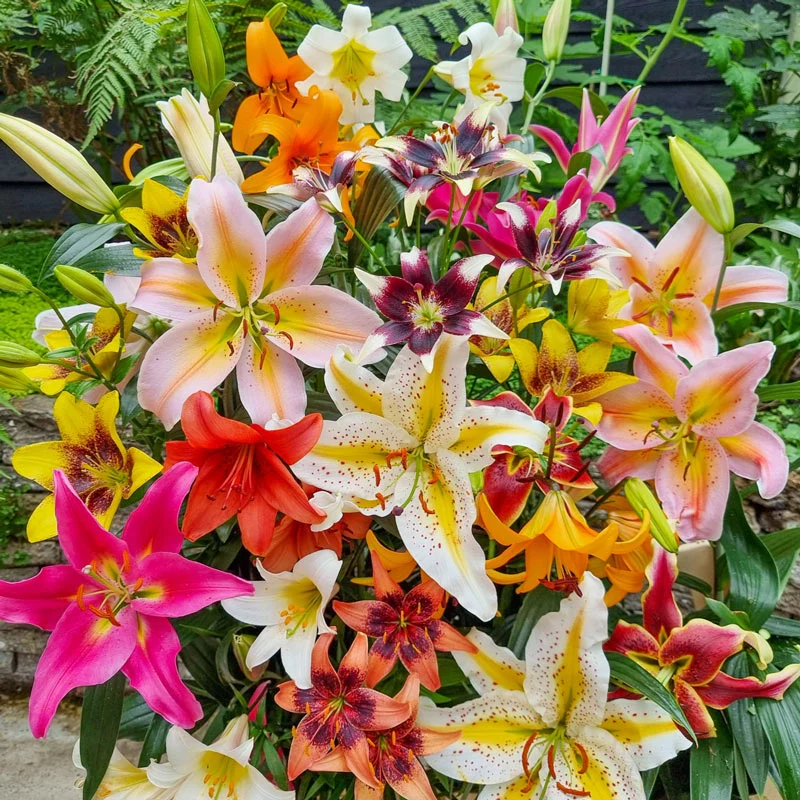 🔥Discount (Today Only)🌟 Fireworks Lily Mixture– A Spectacle of Elegance and Joy 🌟