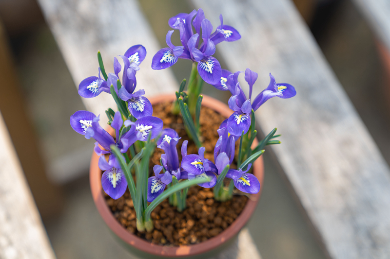 Reticulated Iris Bulbs ✨🌸The Tiny Early Bloomers for Winter-to-Spring Magic