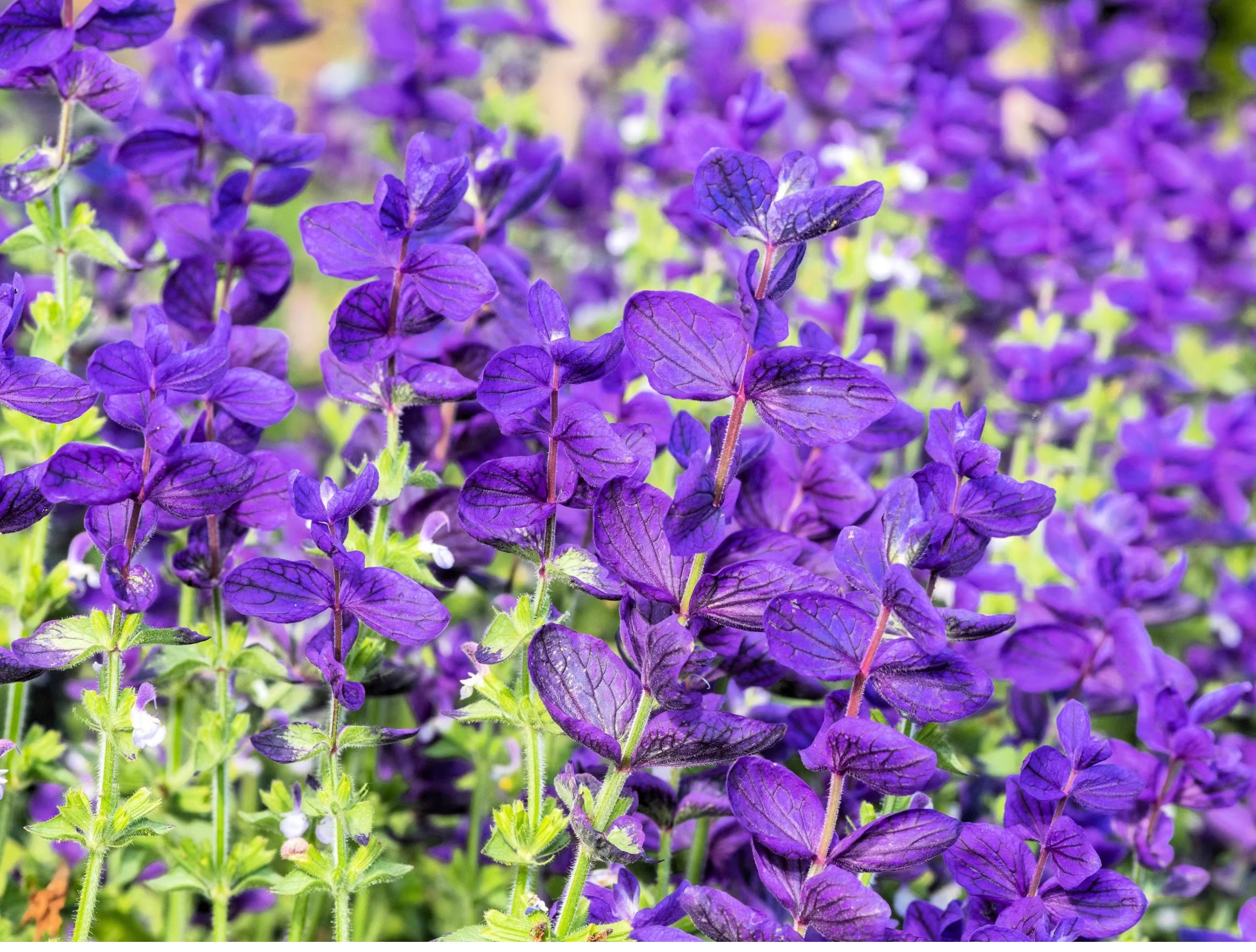 Sage (Salvia) Seeds – Blue Sage (Salvia officinalis) 🌿