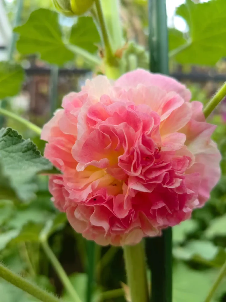🔥🔥 Graines de rose trémière double🌺💖