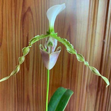 Graines de Paphiopedilum parishii - Graines d'orchidée rare