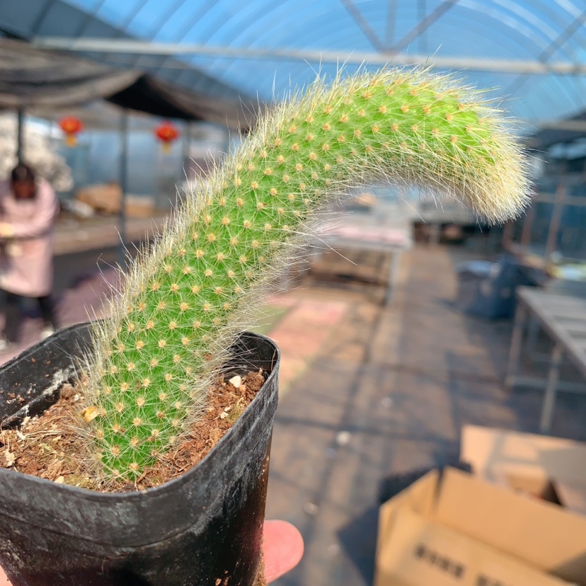 🔥Discount (Today Only)🔥Soft monkey tail cactus-succulent plants