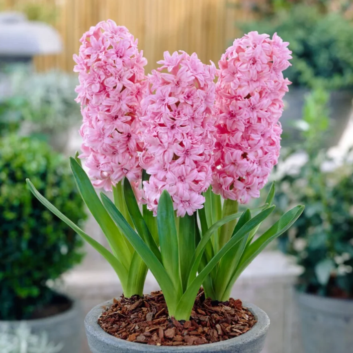 💐Hyacinth—Pure Happiness