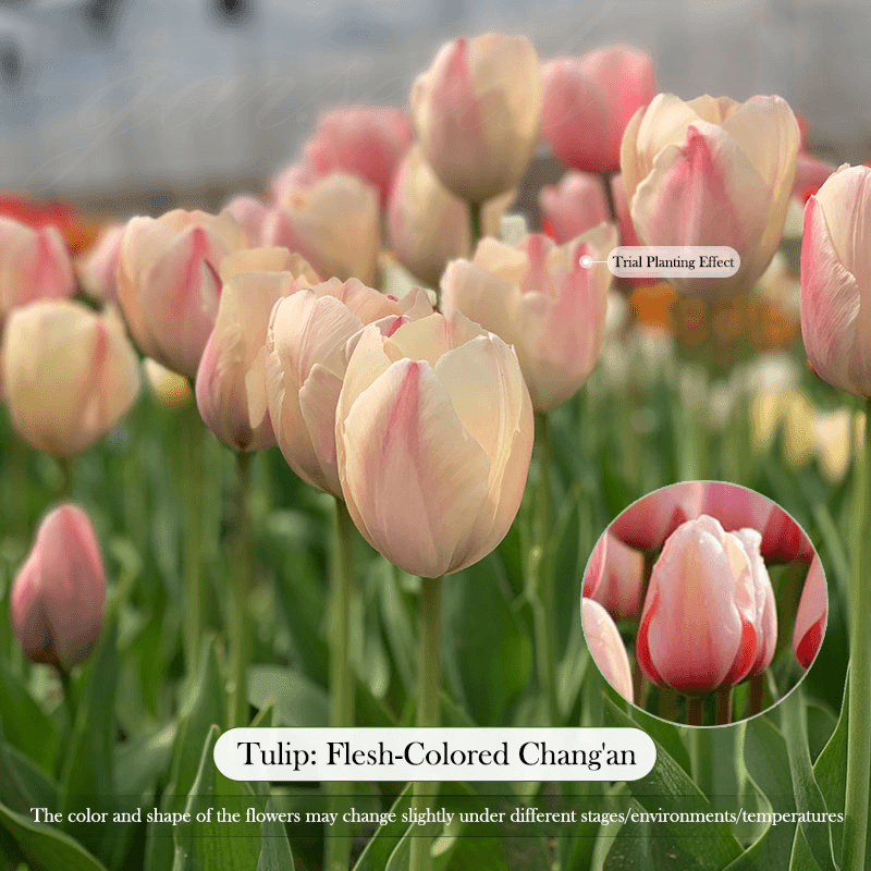  Tulip Bulbs 🌷 - Brighten Your Garden with Stunning Spring Blooms 🌸
