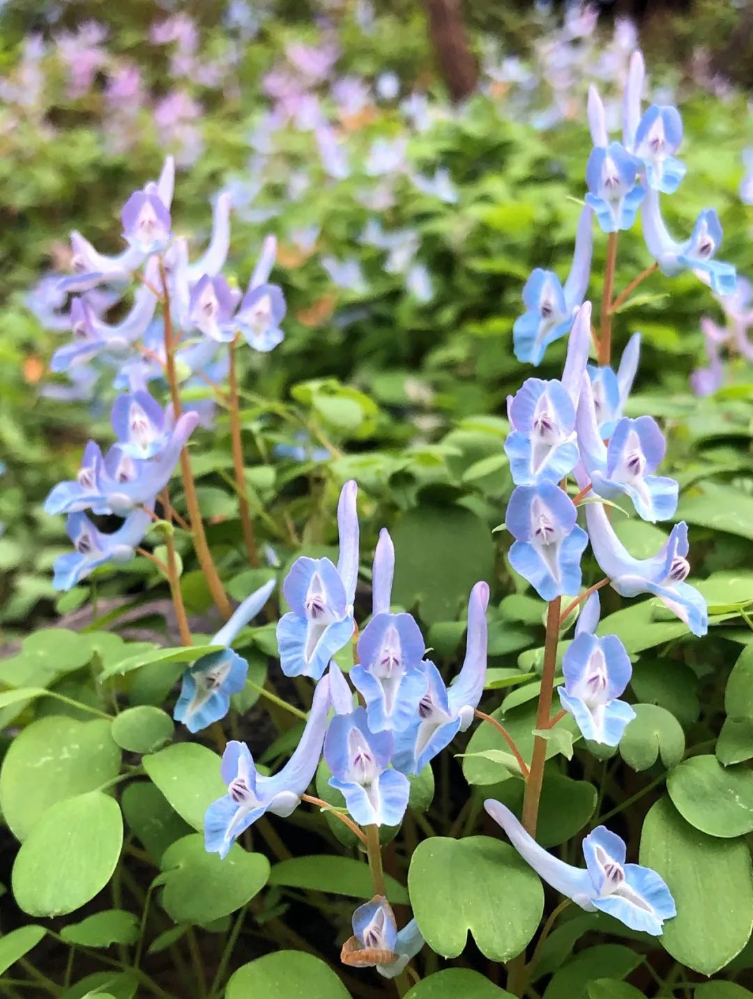 🦜 Corydalis Caudata Seeds 🌼