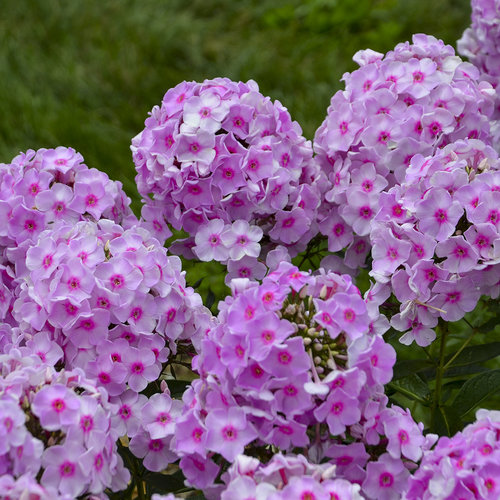 Phlox Flower Seeds