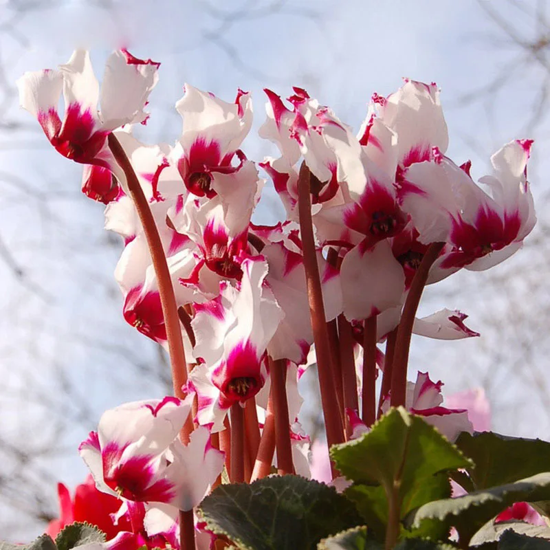 🌱Lachenalia Aloides Seeds🦋