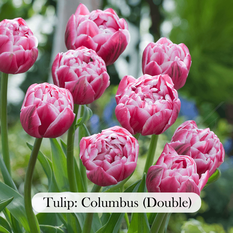  Tulip Bulbs 🌷 - Brighten Your Garden with Stunning Spring Blooms 🌸