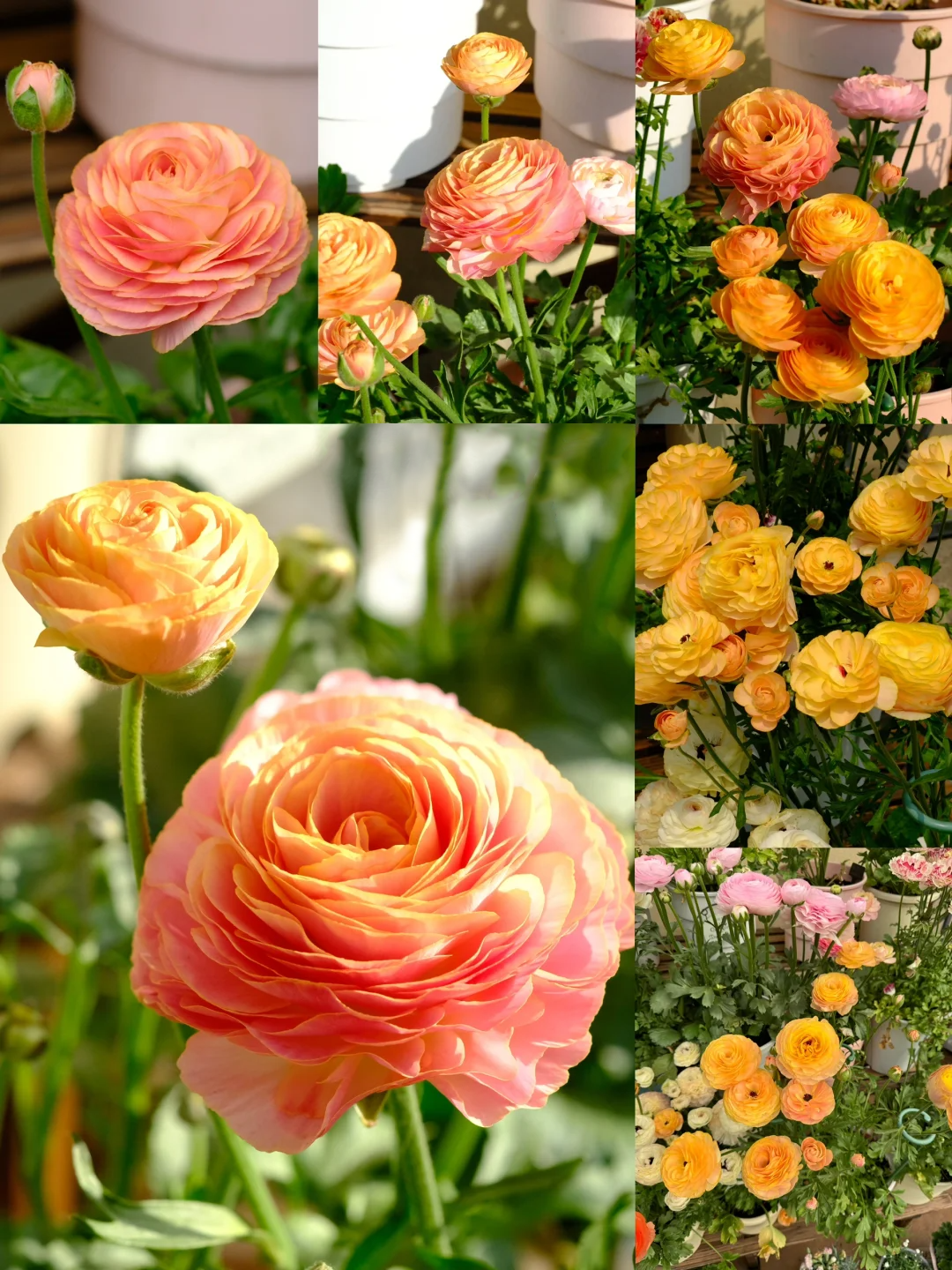 🌷 The most beautiful flower in the garden - buttercups