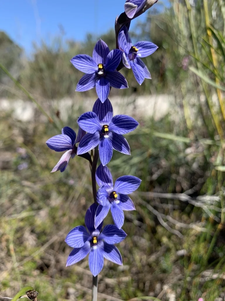 The Enigmatic Bluebell Sun Orchid (Thelymitra ixioides) – Rare Seeds Now Available!