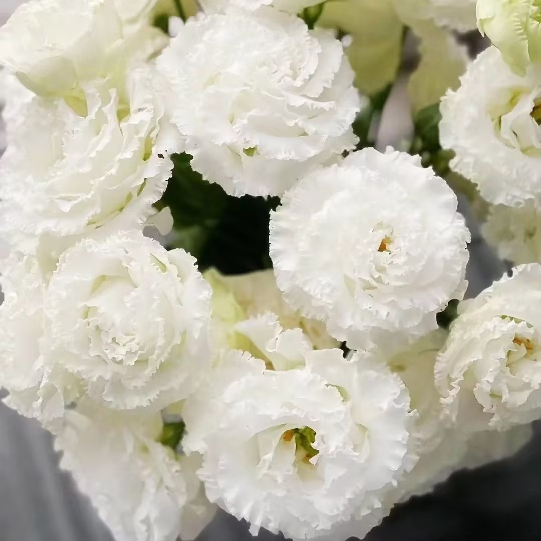 🌷Lisianthus Seeds 🌈Year-Round Double Blooms🌟