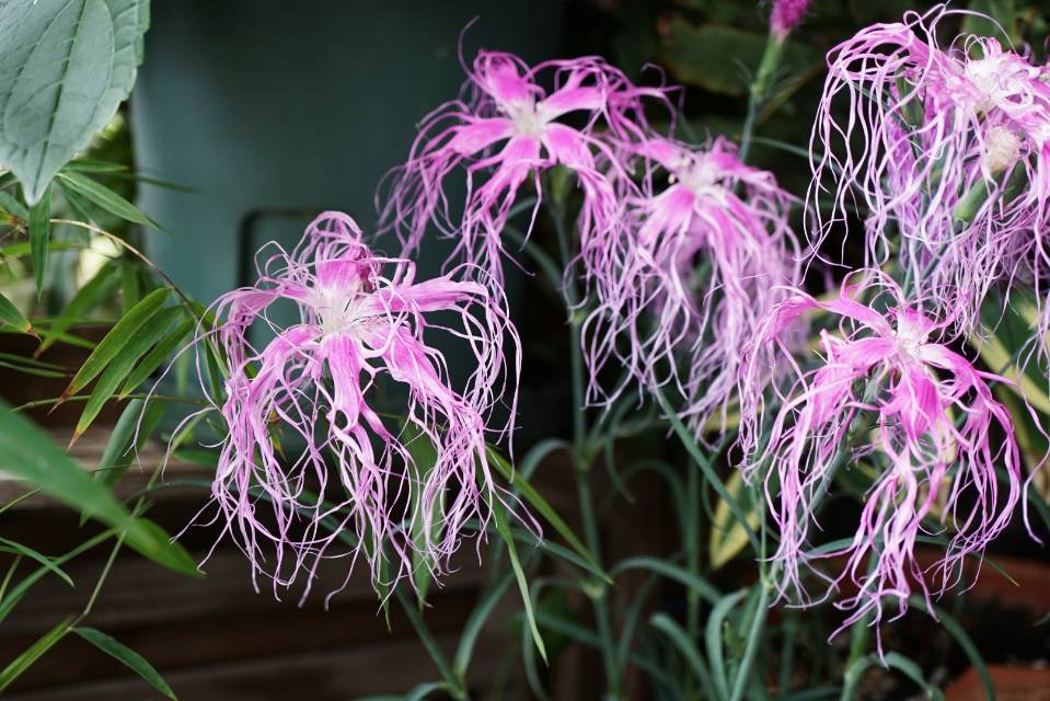 🌸 Ise Nadeshiko seeds – A Heritage of Japanese Elegance 🌸