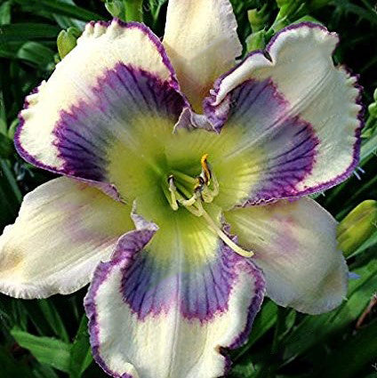 Daylily Hybrid Flowers Seeds