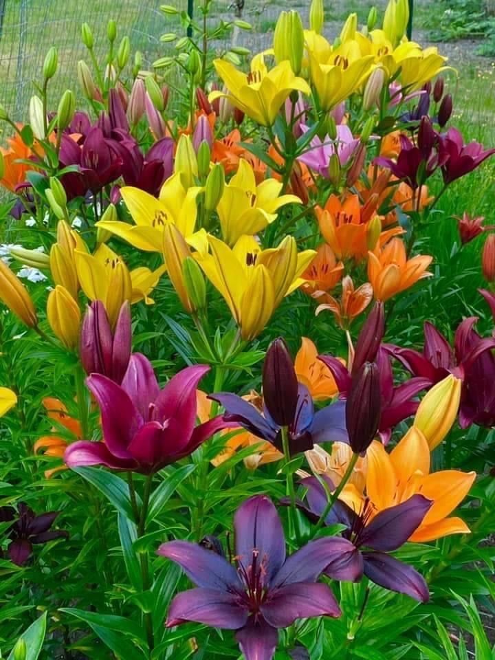 🔥Discount (Today Only)🌟 Fireworks Lily Mixture– A Spectacle of Elegance and Joy 🌟