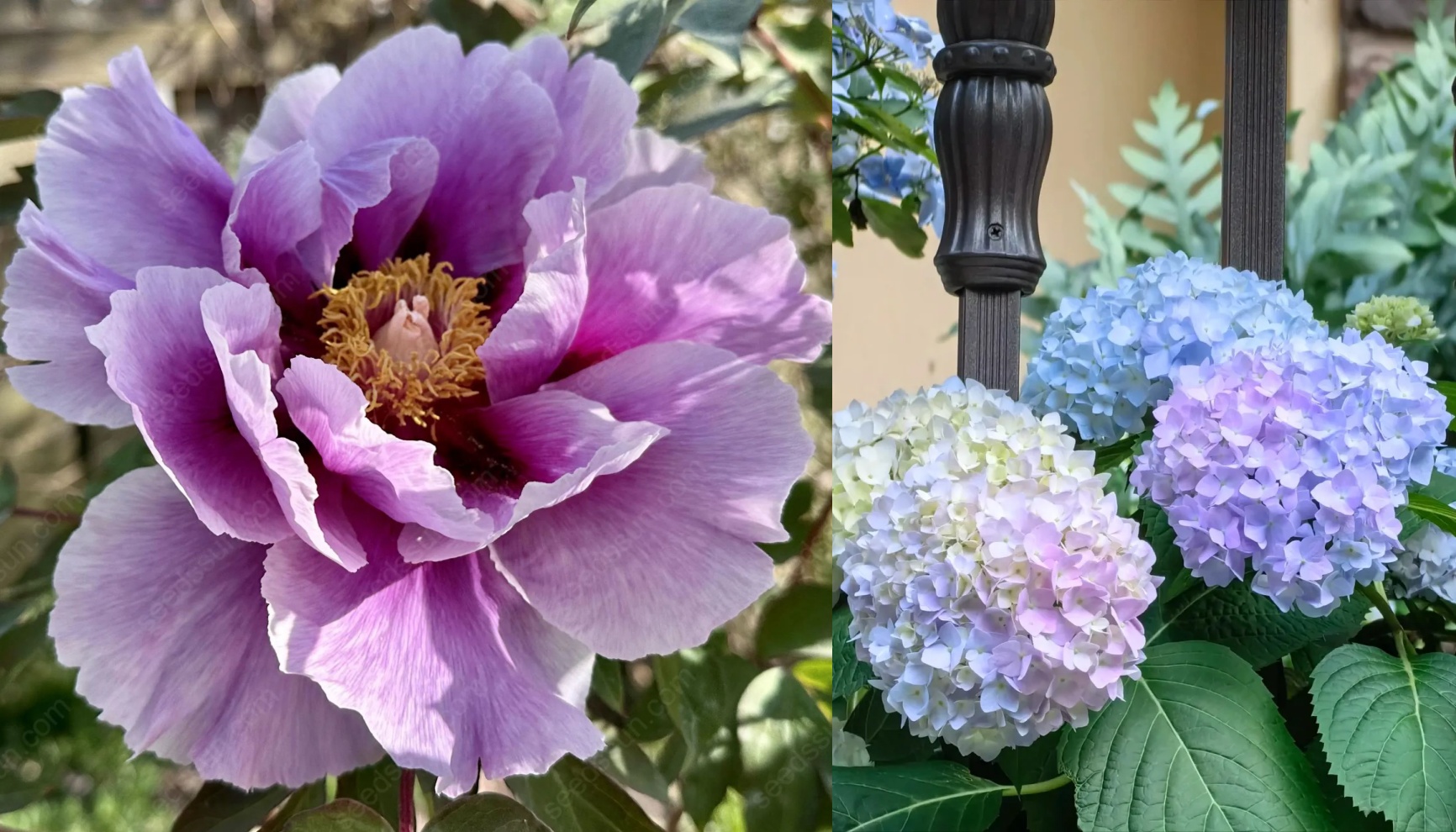 🌸 Peony Bulbs – Elegance in Every Bloom 🌸