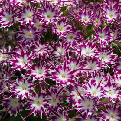 Popstar Rose with Eye Phlox Seeds Hybrid Garden Flowers