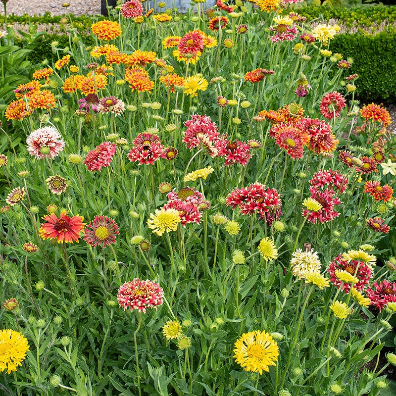 Gaillardia (Blanket Flower) Seeds – Gaillardia pulchella 🌼